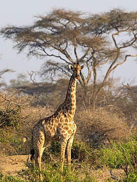 An adult Cape giraffe (Giraffa camelopardalis giraffa), in the Save Valley Conservancy, Zimbabwe, Africa