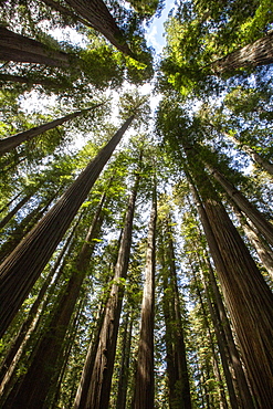 Among giant redwoods on the Boy Scout Tree Trail in Jedediah Smith Redwoods State Park, UNESCO World Heritage Site, California, United States of America, North America