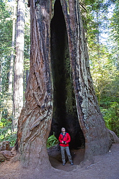 Hiker amongst giant redwood trees on the Trillium Trail, Redwood National and State Parks, UNESCO World Heritage Site, California, United States of America, North America