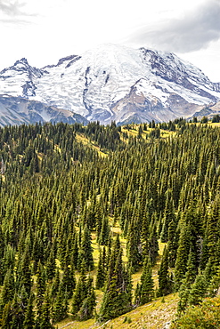 Early light on Mount Rainier from the Burroughs Mountain Trail, Mount Rainier National Park, Washington State, United States of America, North America