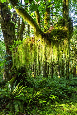 Temperate rain forest on the Maple Glade Trail, Quinault Rain Forest, Olympic National Park, UNESCO World Heritage Site, Washington State, United States of America, North America