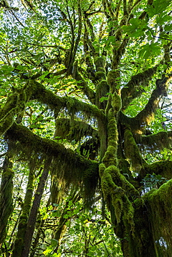 Temperate rain forest on the Maple Glade Trail, Quinault Rain Forest, Olympic National Park, UNESCO World Heritage Site, Washington State, United States of America, North America