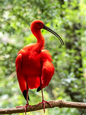 Captive scarlet ibis (Eudocimus ruber), Parque das Aves, Foz do Iguacu, Parana State, Brazil, South America