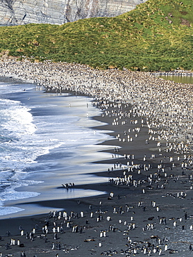 A huge King Penguin (Aptenodytes patagonicus) breeding colony on the beaches of Gold Harbor, South Georgia, Polar Regions