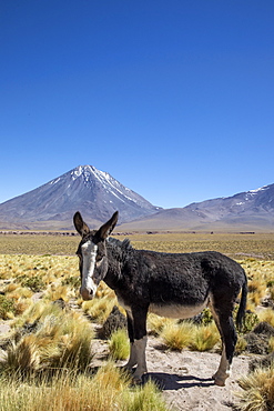 Wild burro (Equus africanus asinus) in front of Licancabur stratovolcano, Andean Central Volcanic Zone, Chile, South America