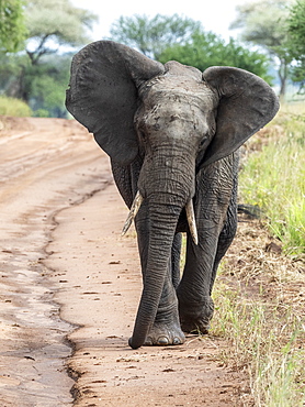 African bush elephant (Loxodonta africana), Tarangire National Park, Tanzania, East Africa, Africa