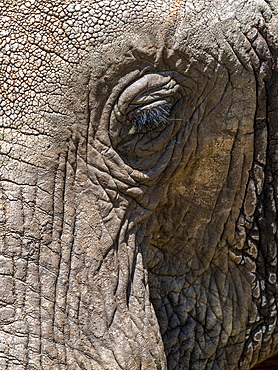 African bush elephant (Loxodonta africana), face detail, Tarangire National Park, Tanzania, East Africa, Africa