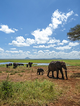 A herd of African bush elephants (Loxodonta africana), Tarangire National Park, Tanzania, East Africa, Africa