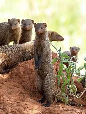 A pack of banded mongooses (Mungos mungo), in their den site in Tarangire National Park, Tanzania, East Africa, Africa