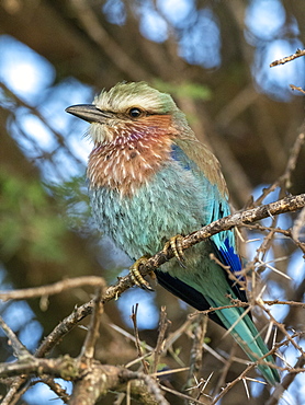 A juvenile lilac-breasted roller (Coracias caudatus), Tarangire National Park, Tanzania, East Africa, Africa