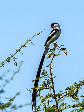 A male pin-tailed whydah (Vidua macroura), in breeding plumage in Tarangire National Park, Tanzania, East Africa, Africa