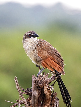 An adult white-browed coucal (Centropus superciliosus), Tarangire National Park, Tanzania, East Africa, Africa