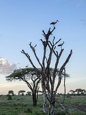 Adult white storks (Ciconia ciconia), Serengeti National Park, Tanzania, East Africa, Africa