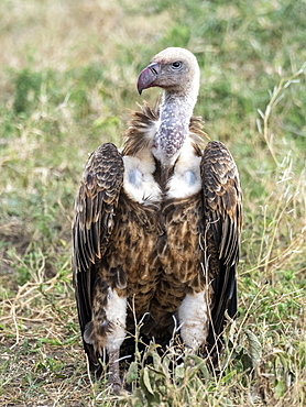 Ruppell's vultures (Gyps rueppelli), on the carcass of a plains zebra in Serengeti National Park, Tanzania, East Africa, Africa