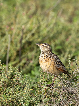 An adult red-winged lark (Mirafra hypermetra), Serengeti National Park, Tanzania, East Africa, Africa