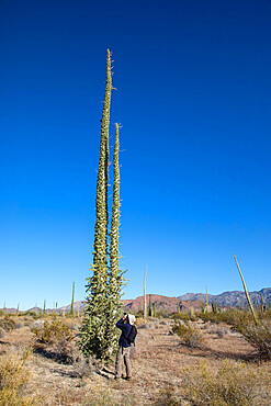 Photographer with boojum tree (Fouquieria columnaris), Bahia de los Angeles, Baja California, Mexico, North America