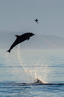 Adult bottlenose dolphin (Tursiops truncatus), leaping to the sky, Isla San Pedro Martir, Baja California, Mexico, North America