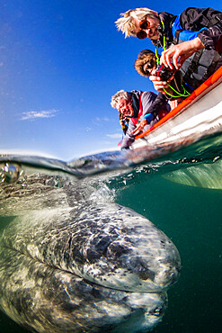 California gray whale (Eschrichtius robustus), with whale watchers, San Ignacio Lagoon, Baja California Sur, Mexico, North America