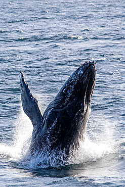 Adult humpback whale (Megaptera novaeangliae), breaching, San Jose del Cabo, Baja California Sur, Mexico, North America