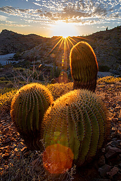 Endemic giant barrel cactus (Ferocactus diguetii), on Isla Santa Catalina, Baja California Sur, Mexico, North America