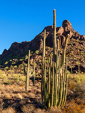 Organ pipe cactus (Stenocereus thurberi), Organ Pipe Cactus National Monument, Sonoran Desert, Arizona, United States of America, North America