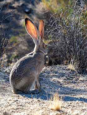 Black-tailed jackrabbit (Lepus californicus), Joshua Tree National Park, Mojave Desert, California, United States of America, North America