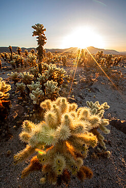 Teddy bear cholla (Cylindropuntia bigelovii), at sunrise in Joshua Tree National Park, Mojave Desert, California, United States of America, North America