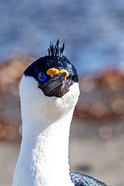 Antarctic shag (Leucocarbo bransfieldensis) in breeding plumage, Barrientos Island, Antarctica, Polar Regions