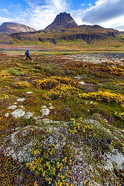 Hiker in open tundra and columnar basalt in Brededal, Disko Island, Qeqertarsuaq, Baffin Bay, Greenland, Polar Regions