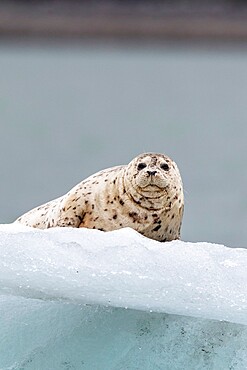 Adult harbor seal (Phoca vitulina), hauled out on ice in Glacier Bay National Park, Alaska, United States of America, North America