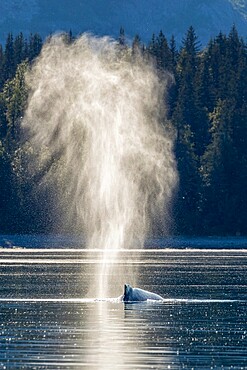 Adult humpback whale (Megaptera novaeangliae), surfacing with spout in Glacier Bay National Park, UNESCO World Heritage Site, Alaska, United States of America, North America