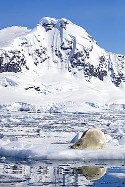 An adult crabeater seal (Lobodon carcinophaga), hauled out on the ice in Paradise Bay, Antarctica, Polar Regions