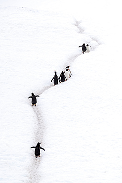 Adult gentoo penguins (Pygoscelis papua), walking on penguin highways, Neko Harbor, Antarctica, Polar Regions