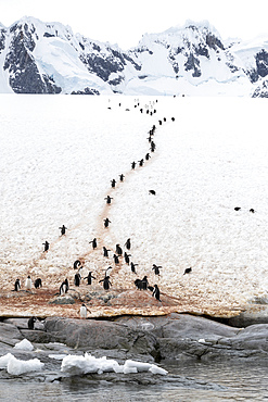 Adult gentoo penguins (Pygoscelis papua), walking on the penguin highway on Booth Island, Antarctica, Polar Regions