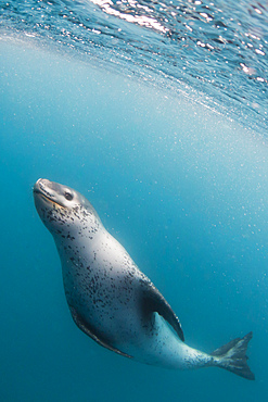 A curious adult leopard seal (Hydrurga leptonyx), underwater near Coronation Island, Antarctica, Polar Regions