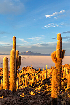 A forest of giant cardon cactus (Echinopsis atacamensis) at sunset on Isla Incahuasi, on the Salar de Uyuni, Bolivia, South America