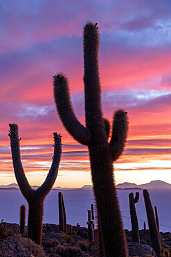 A forest of giant cardon cactus (Echinopsis atacamensis) at sunset on Isla Incahuasi, on the Salar de Uyuni, Bolivia, South America