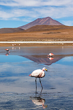 Flamingos feeding in Laguna Canapa, an endorheic salt lake in the altiplano, Potosi Department, Bolivia, South America