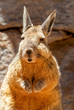 Southern viscacha (Lagidium viscacia), a rabbit-like rodent found in mountainous habitat, Salar de Uyuni, Bolivia, South America