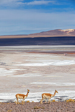 A herd of vicunas (Lama vicugna) in the altiplano of the high Andes Mountains, Bolivia, South America