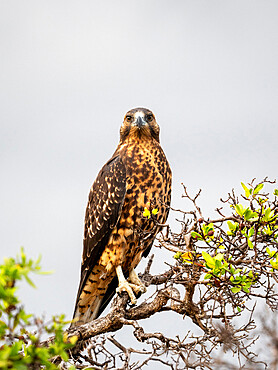 A juvenile Galapagos hawk (Buteo galapagoensis), Rabida Island, Galapagos, Ecuador, South America