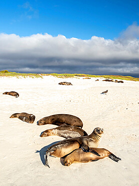 Galapagos sea lions (Zalophus wollebaeki), on the beach in Cerro Brujo, San Cristobal Island, Galapagos, Ecuador, South America