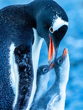 An adult gentoo penguin (Pygoscelis papua), with chicks at Brown Bluff, Antarctic Sound, Antarctica, Polar Regions