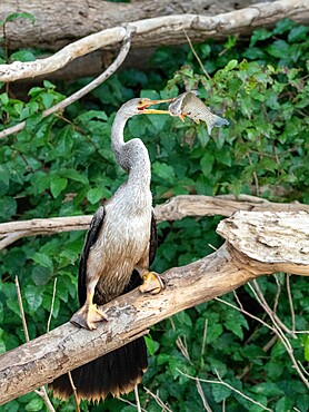 Adult Anhinga (Anhinga anhinga), with a fish on the Rio Tres Irmao, Mato Grosso, Pantanal, Brazil, South America