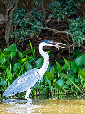 Adult cocoi heron (Ardea cocoi), with a fish on the Rio Tres Irmao, Mato Grosso, Pantanal, Brazil, South America