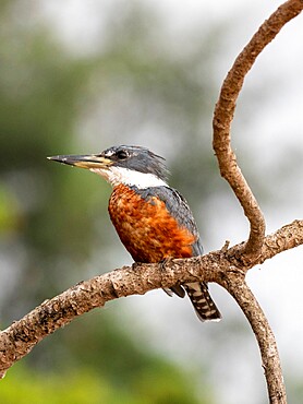 Adult female ringed kingfisher (Megaceryle torquata), Rio Tres Irmao, Mata Grosso, Pantanal, Brazil, South America