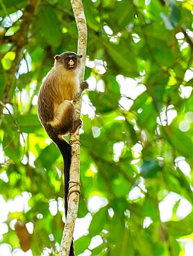 Adult black-tailed marmoset (Mico melanurus), in the trees at Pousada Piuval, Mato Grosso, Pantanal, Brazil, South America