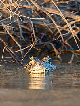 An adult jacare caiman (Caiman yacare), swimming the Rio Tres Irmao, Mato Grosso, Pantanal, Brazil, South America