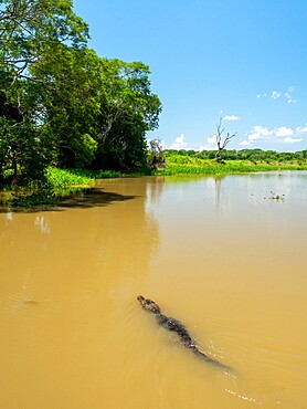 A young jacare caiman (Caiman yacare), swimming in the Rio Tres Irmao, Mato Grosso, Pantanal, Brazil, South America