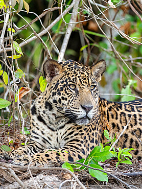 Adult jaguar (Panthera onca), on the riverbank of Rio Tres Irmao, Mato Grosso, Pantanal, Brazil, South America